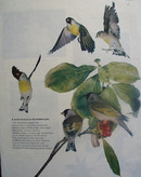 Lawrences Goldfinch or Wild Canaries Pictures 1957