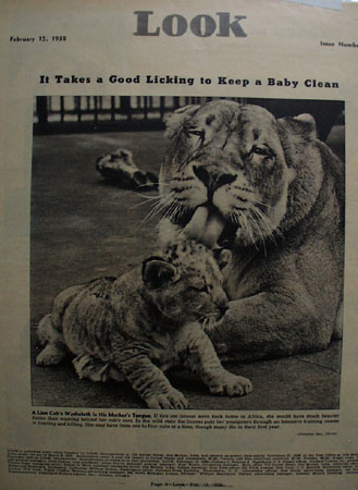 Look Magazine Lion And Cub 1938 picture