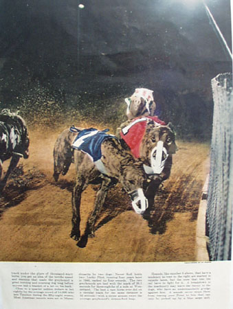 Greyhound Leaping Lightning Racing 1949 Article
