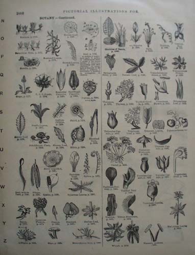Botany Pictorials from the 1800s, Websters Dictionary