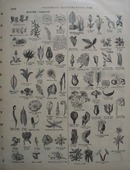 Botany Pictorials from the 1800s, Websters Dictionary