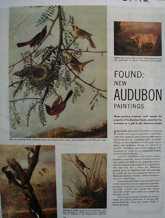 Audubon New Paintings Article and Pictures 1951