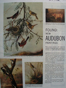 Audubon New Paintings Article and Pictures 1951