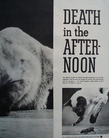 Death In The Afternoon Article Cat And Mouse 1949