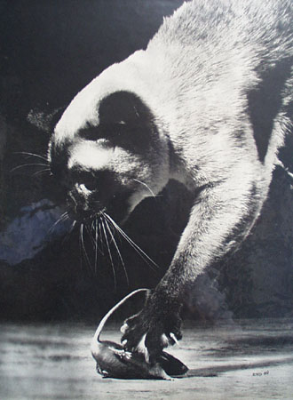 Death In The Afternoon Article Cat And Mouse 1949