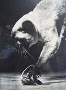 Death In The Afternoon Article Cat And Mouse 1949
