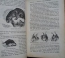 Third Reader 1860, Harpers series by Willson