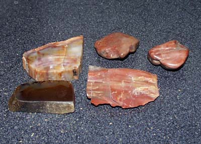 5 petrified rocks, nice collection of petrified rocks