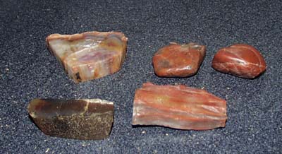 5 petrified rocks, nice collection of petrified rocks