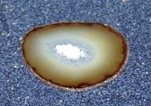 Petrified wood polished circle