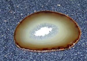 Petrified wood polished circle