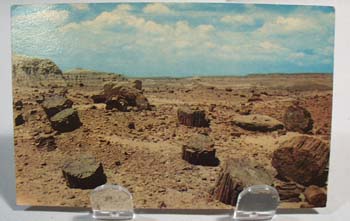 Petrified Forest Post Card