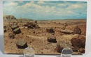 Petrified Forest Post Card