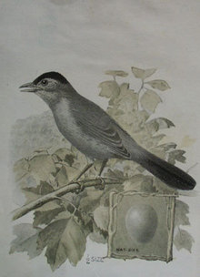 Victorian Trade card of a Cat-Bird and Egg for Singer Sewing Machines