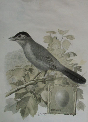 Victorian Trade card of a Cat-Bird and Egg for Singer Sewing Machines
