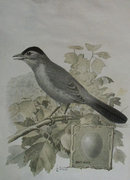 Victorian Trade card of a Cat-Bird and Egg for Singer Sewing Machines