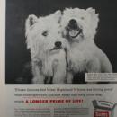 Gaines Homogenized Dog Meal 1956 Ad.