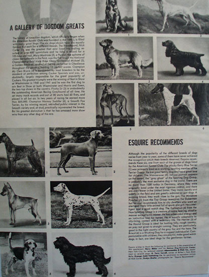Mans Dog Ad 1949
