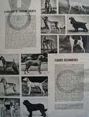 Mans Dog Ad 1949