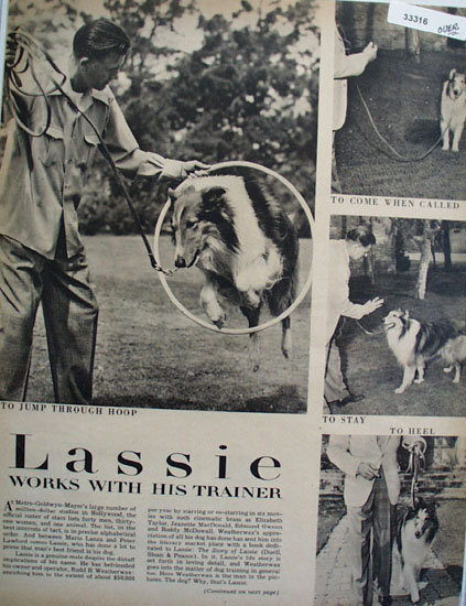 Lassie And His Trainer Ad 1951