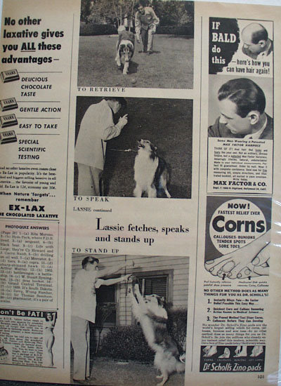 Lassie And His Trainer Ad 1951