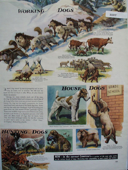 Dogs, Working House and Hunting Ad 1946