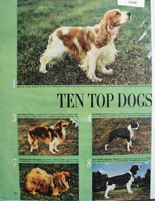 Top Ten Dogs Ad 1949
