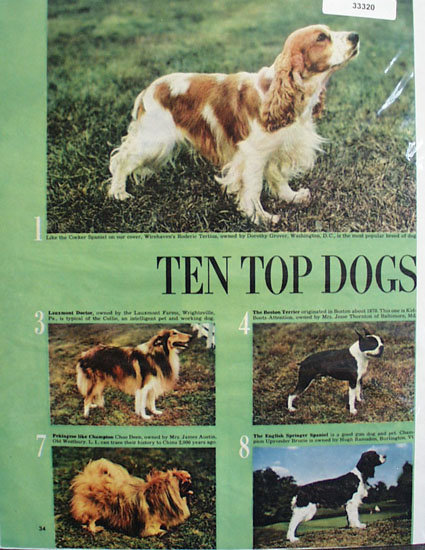 Top Ten Dogs Ad 1949