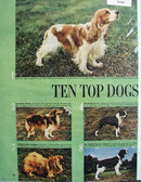 Top Ten Dogs Ad 1949