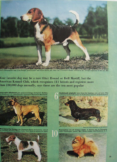 Top Ten Dogs Ad 1949