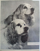 Gaines Dog Food Cocker Spaniels 1956 Ad.