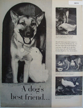 A Dogs Best Friend A Duck 1959 Pictures