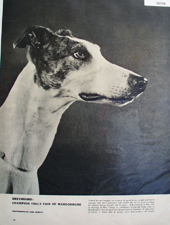 Greyhound Dog 1955 Article and Picture