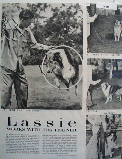 Lassie Works With Trainer Ad 1927