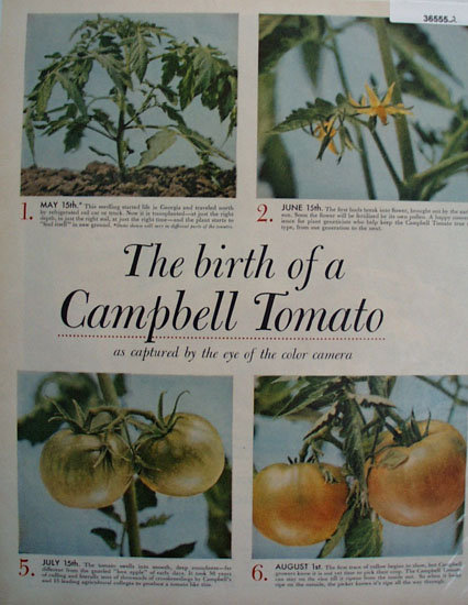 Campbell Tomato Birth of A Tomato 1956 Ad