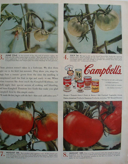 Campbell Tomato Birth of A Tomato 1956 Ad