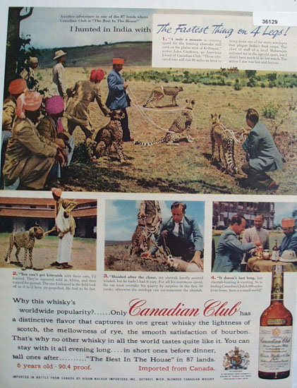 Canadian Club Whiskey Cheetah Hunt 1957 Ad