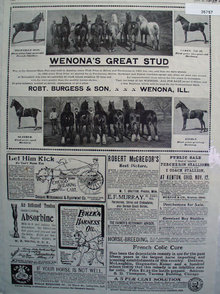 Products For Horses By Mail 1902 Ad