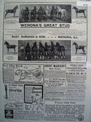 Products For Horses By Mail 1902 Ad
