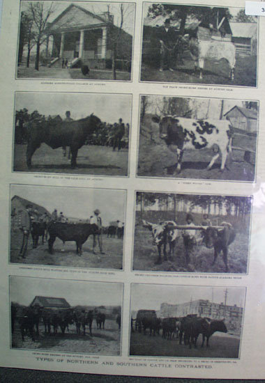 Northern And Southern Cattle 1905 Pictures