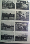 Northern And Southern Cattle 1905 Pictures