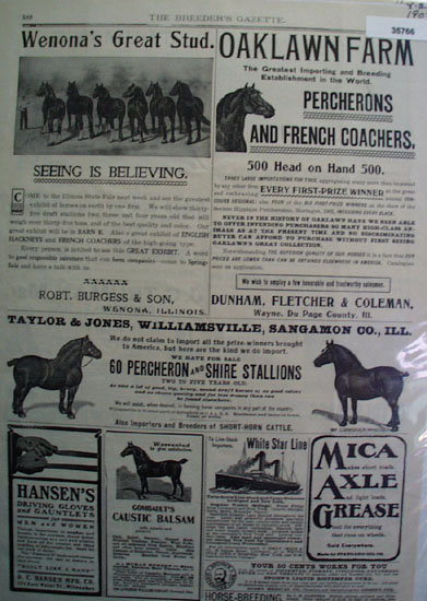 Horses For Sale 1902 Ad