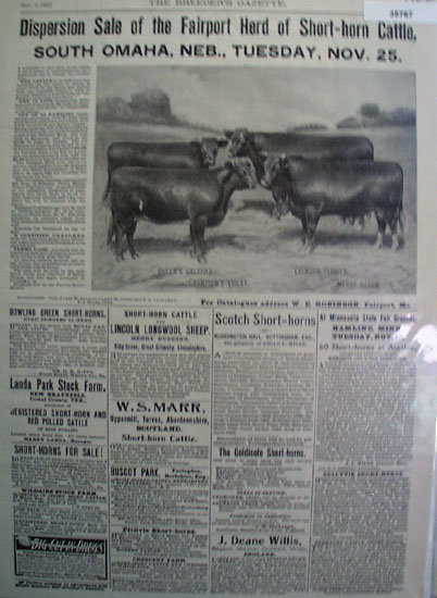 Cattle For Sale 1902 Ad