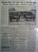 Cattle For Sale 1902 Ad