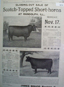 Scotch Topped Short Horn Sale 1902 Ad