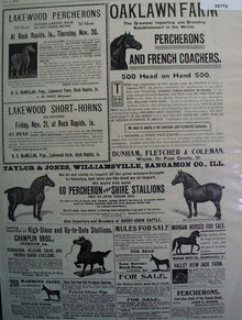 Horses For Sale 1902 Ad