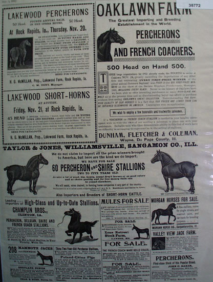 Horses For Sale 1902 Ad