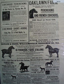 Horses For Sale 1902 Ad
