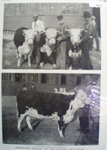 Herford Cattle At Kansas City Show 1902 Picture