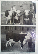Herford Cattle At Kansas City Show 1902 Picture